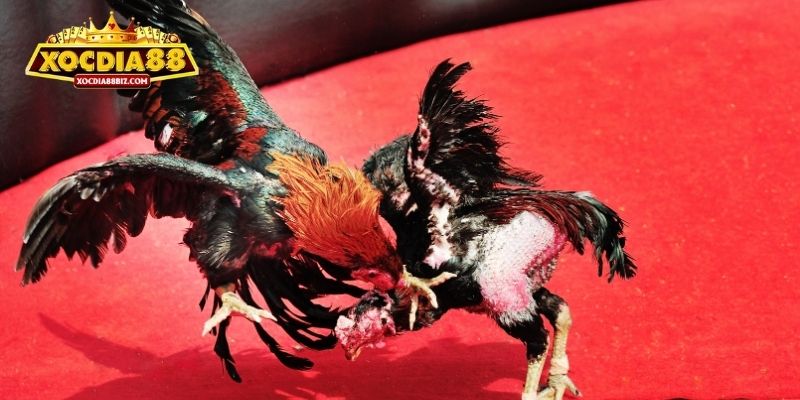 Thể lệ tổ chức thi đấu gà C1