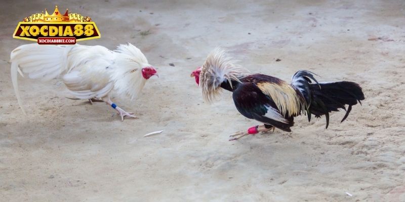 Cách chơi đấu gà C1 chi tiết tại XOCDIA88